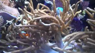 Video 54