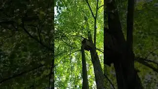 Белки отжали скворечник 🐿