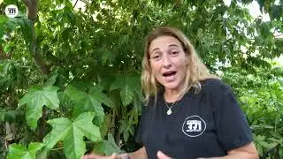 משתלת ולך - גרגר פנמה