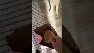 Fooled  the  dog  😂।        #shorts         
