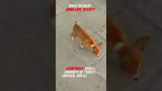 What do baby dogs like to eat? 