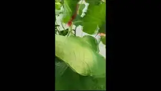 Восстановили плодородие почвы. Результаты.