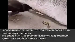 Взрослый птенец ждет, что  еда сама попадет в рот