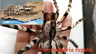 Spider tarantula video. Breeding.