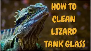 How To Clean Lizard Tank Glass