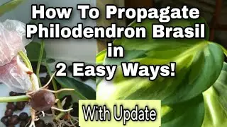 How To Propagate Brasil Philodendron in 2 Easy Ways (With Update) 