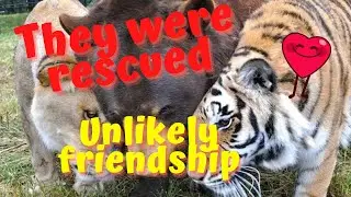 Baloo, Leo and Shere Khan terrified and rescued became inseparable friends #cute #animals2LL #rescue