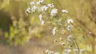 Video presentation Back to Nature on line classes