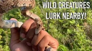 My Outdoor Adventure! - Giant Milksnakes, Huge Wolf Spiders, Colorful Turtles and more!