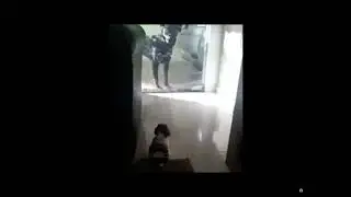 Small dogs vs big dogs