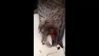 Клёпа)))