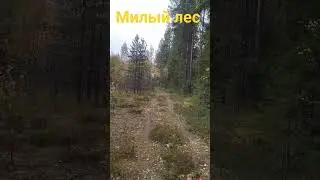 лес