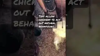 🐓 Chicken toys! Keeping chickens busy in the winter.  