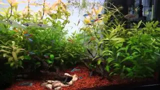 2 WEEK GROWTH OF HYGROPHILA POLYSPERMA. Best fast-growing plant!