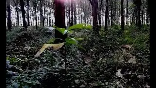 hutan lamin tlogowungu pati