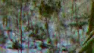 Что-то непонятное в лесу