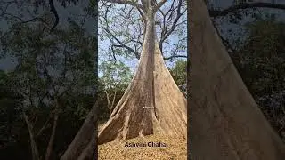 Biggest Tree of Asia 