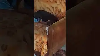 хуембин