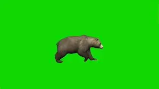 Bear running || Green screen background bear runing || Green screen bear  running || 