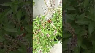 sweet Basil plant in hindi marwa  #plants #harbs #terracegarden(Ocimum basilicum)is a popular herb