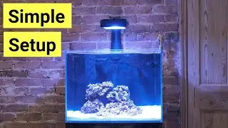 How To Set Up A Saltwater Aquarium For Beginners