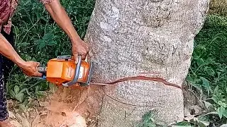 cutting down a large red sengon tree
