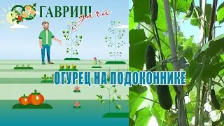 НАШИ РУКИ НЕ ДЛЯ СКУКИ   #гавриш #дача #сад #огород #огурцы #гавришдачникам