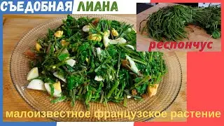 съедобная лиана респончус . малоизвестное французское растение