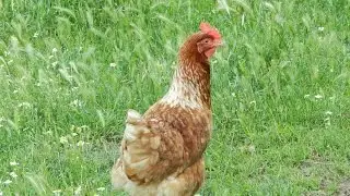 Курочка, цыплята и петух