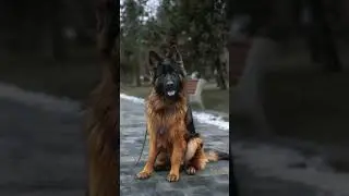 Встретил Немецкую овчарку по кличке 