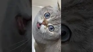 Лелик не хотел быть в роли кошки 😏