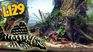 Adding AMAZING Plecos To my 60L Shallow Tank!