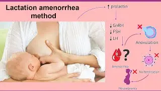 lactation amenorrhea method