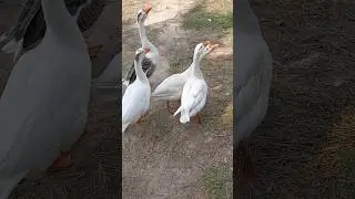 Ducks 🦆 #shorts #viral #tranding #new #latest #nature #beauty #agruculture #prayagraj #ytshort