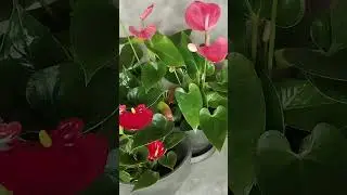 Антуриум