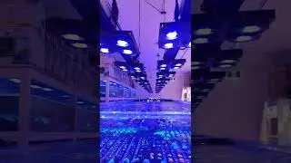 that colour difference when you change your aquarium reef lights X4