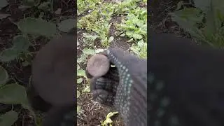 На хорошем монетном сигнале откопал крышку с надписью "Вазелин Ж"))
