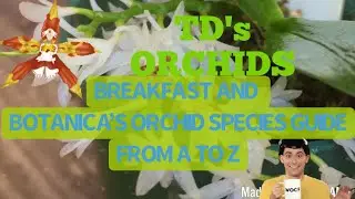 SUNDAY BREAKFAST AND BOTANICA'S ORCHID GUIDE A-Z  l  letter N 