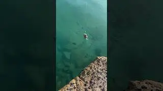 Вытянул ядовитую рыбу фугу 🎣