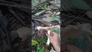 Wild Mushroom #shorts പാവകൂൺ