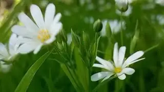 Зірочник лісовий. Квіти. Україна.