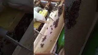 Пчëлки гнëзда в зиму приготовили.