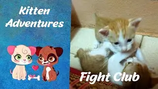 Kitten Adventures - Fight Club