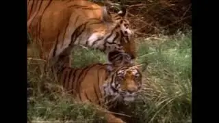 Tigers Mating.
