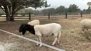 Dorper Sheep in Snow. Are They Cold? Do they hate it?