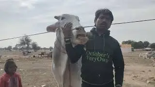 पॉवरफुल सस्ते में Nagaur mela 2024 Nagaur pashu mela 2024