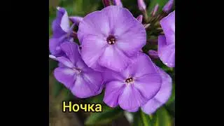 Флоксы в моем саду
