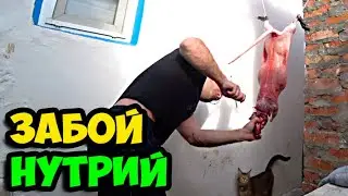 Был на охоте в Калмыкии, поймал 2-х нутрий || Показываю сколько вышло мяса с тушки в процентах