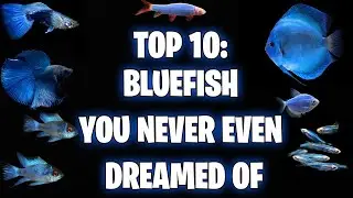 🔥🐠 These blue fish will make you fall in love with your aquarium! TOP 10 #fishtank