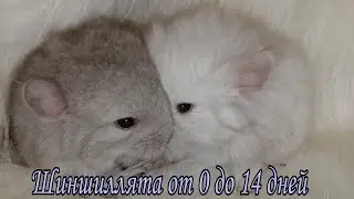 Как растут шиншиллята от 0 до 14 дней.